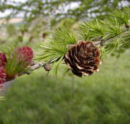 Larix kaempferi