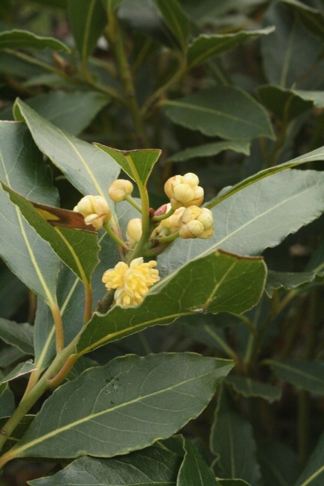 Laurus nobilis - Italië