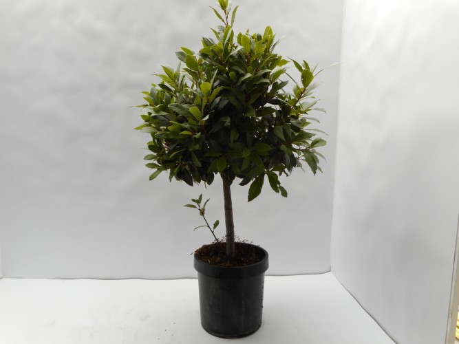 Laurus nobilis - bol op stam - PROMO