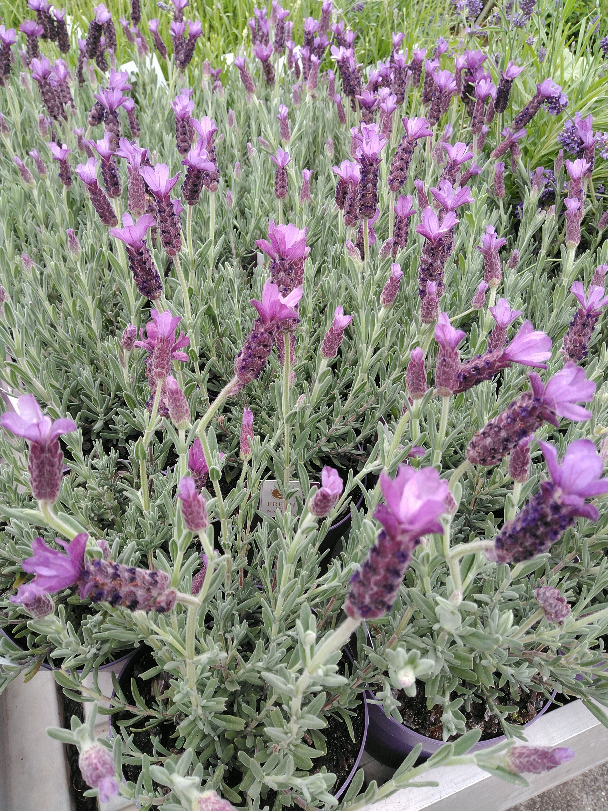 Lavandula st. 'Anouk'