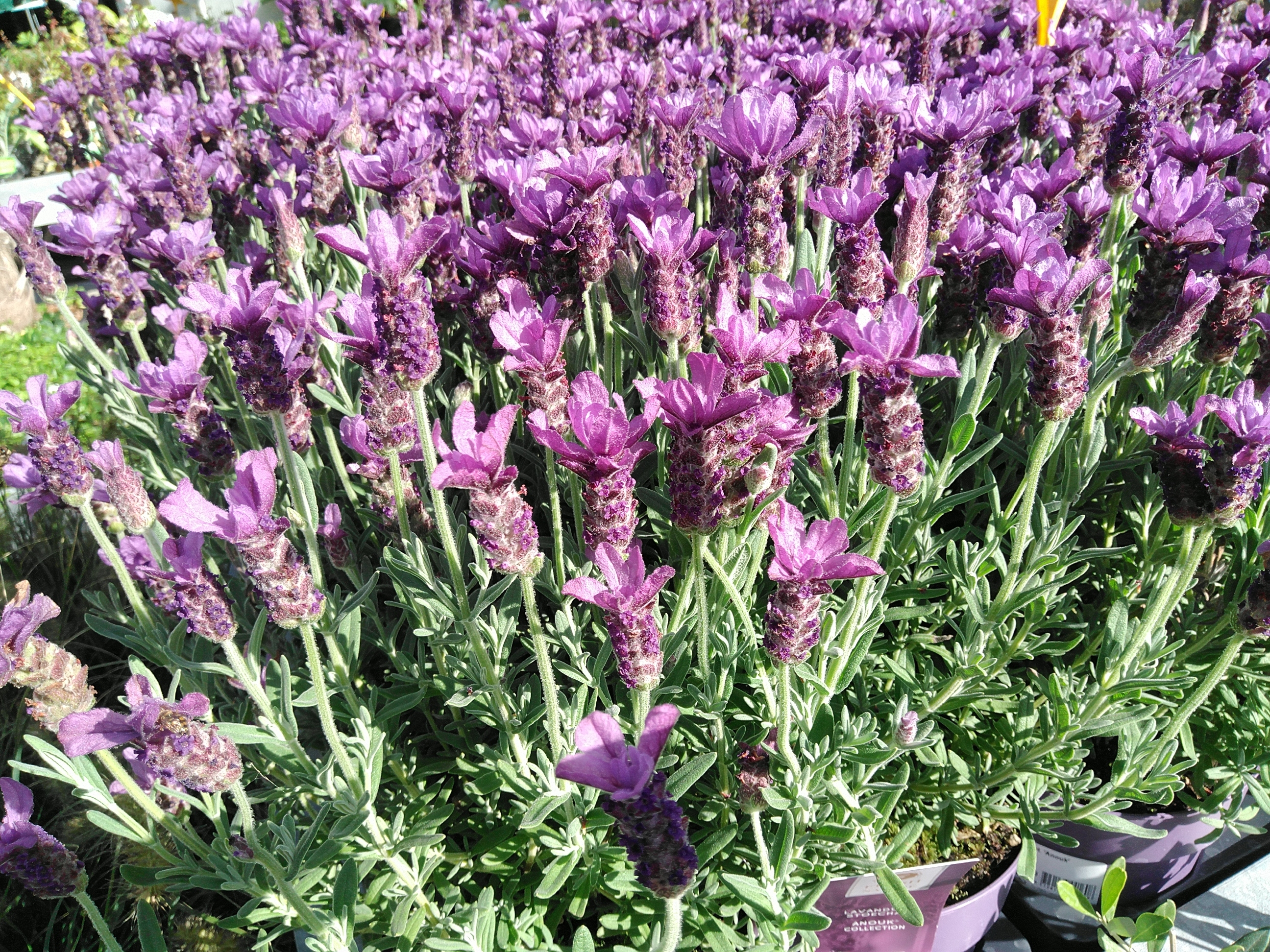 Lavandula st. 'Anouk'