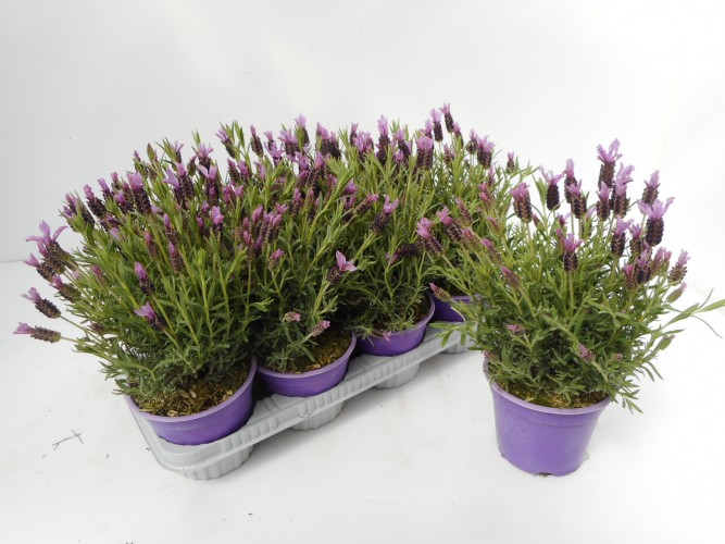 Lavandula stoechas in knop - ITALIE Lavandula stoechas in knop - ITALIE