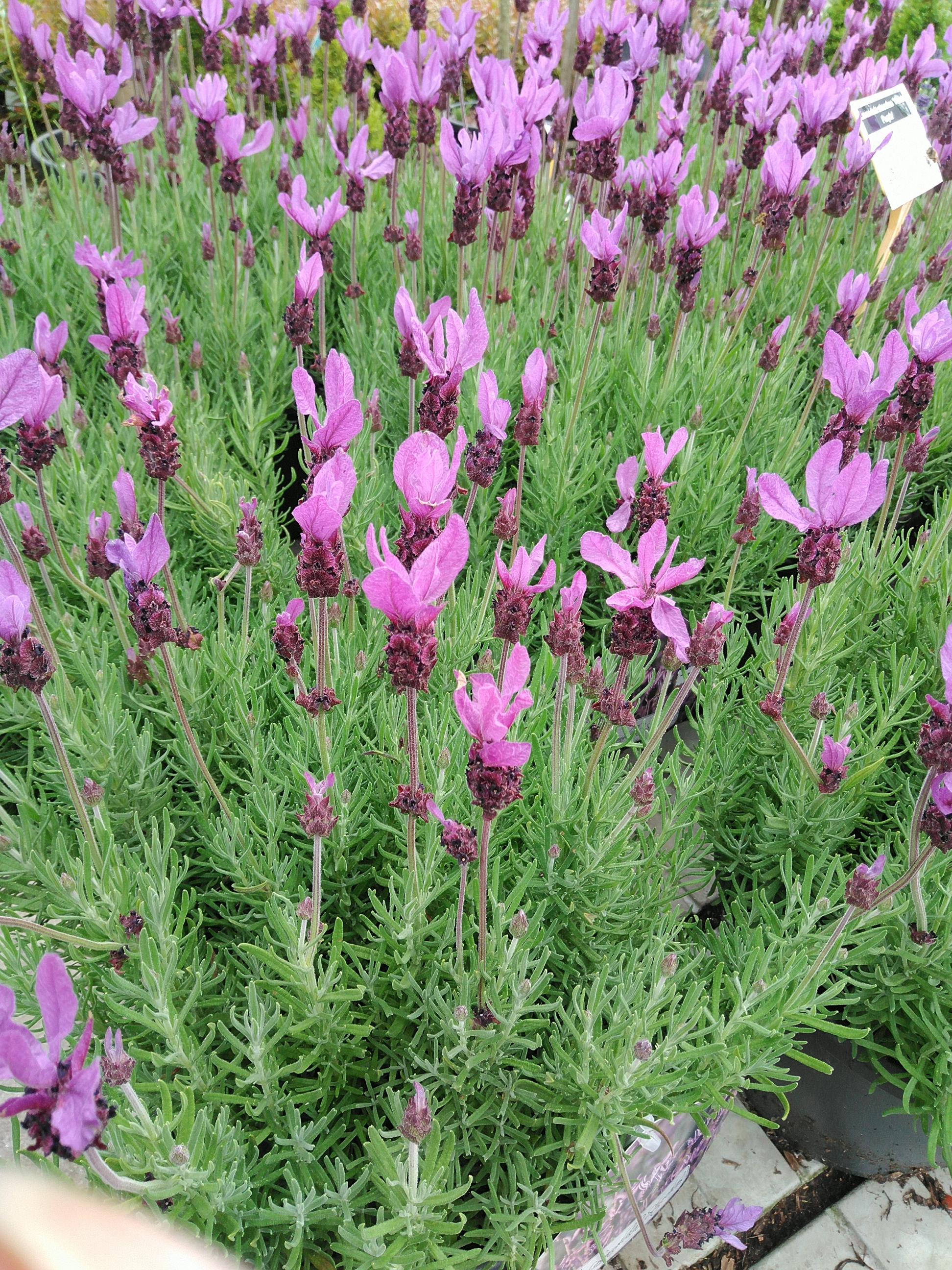 Lavandula stoechas 'Violeta Purple'