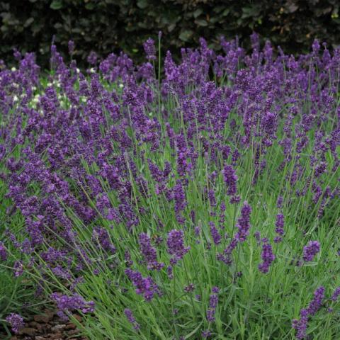 Lavendel