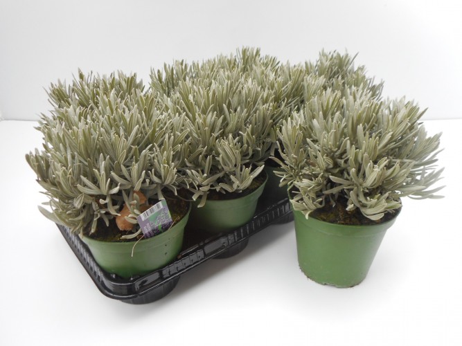 LAVANDULA ANGUSTIFOLIA - ITALIE