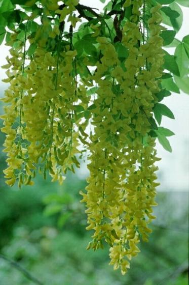 Laburnum wat. 'Vossii'