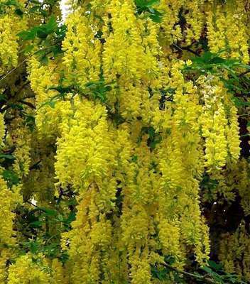 Laburnum wat. 'Vossii'