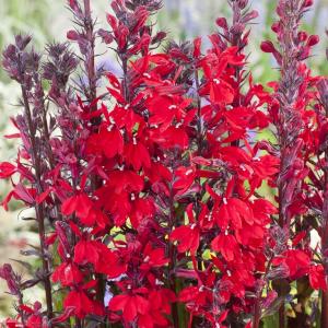 Lobelia cardinalis Lobelia cardinalis