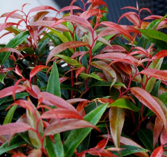 Leucothoë keiskei 'Burning Love' Leucothoë keiskei 'Burning Love'