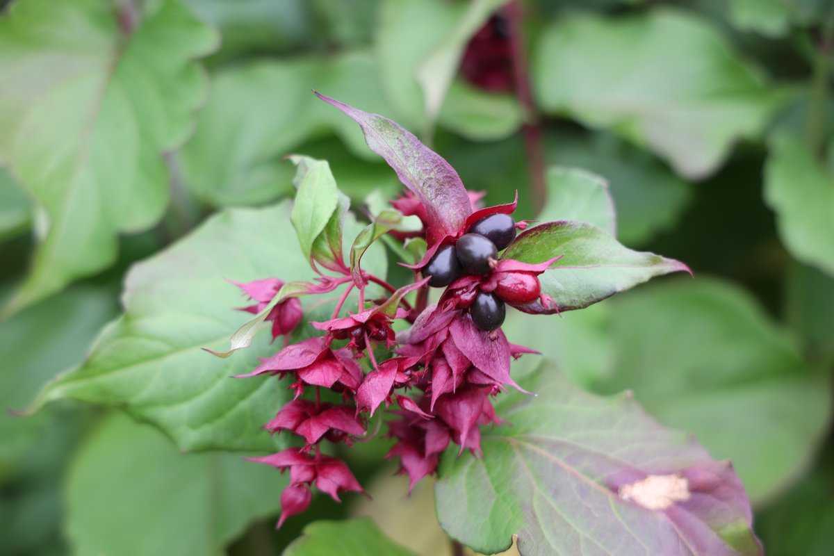 Leycesteria formosa 'Purple Rain' ® Leycesteria formosa 'Purple Rain' ®