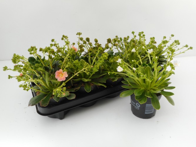 Lewisia 'Mountain Dreams' mix Lewisia 'Mountain Dreams' mix
