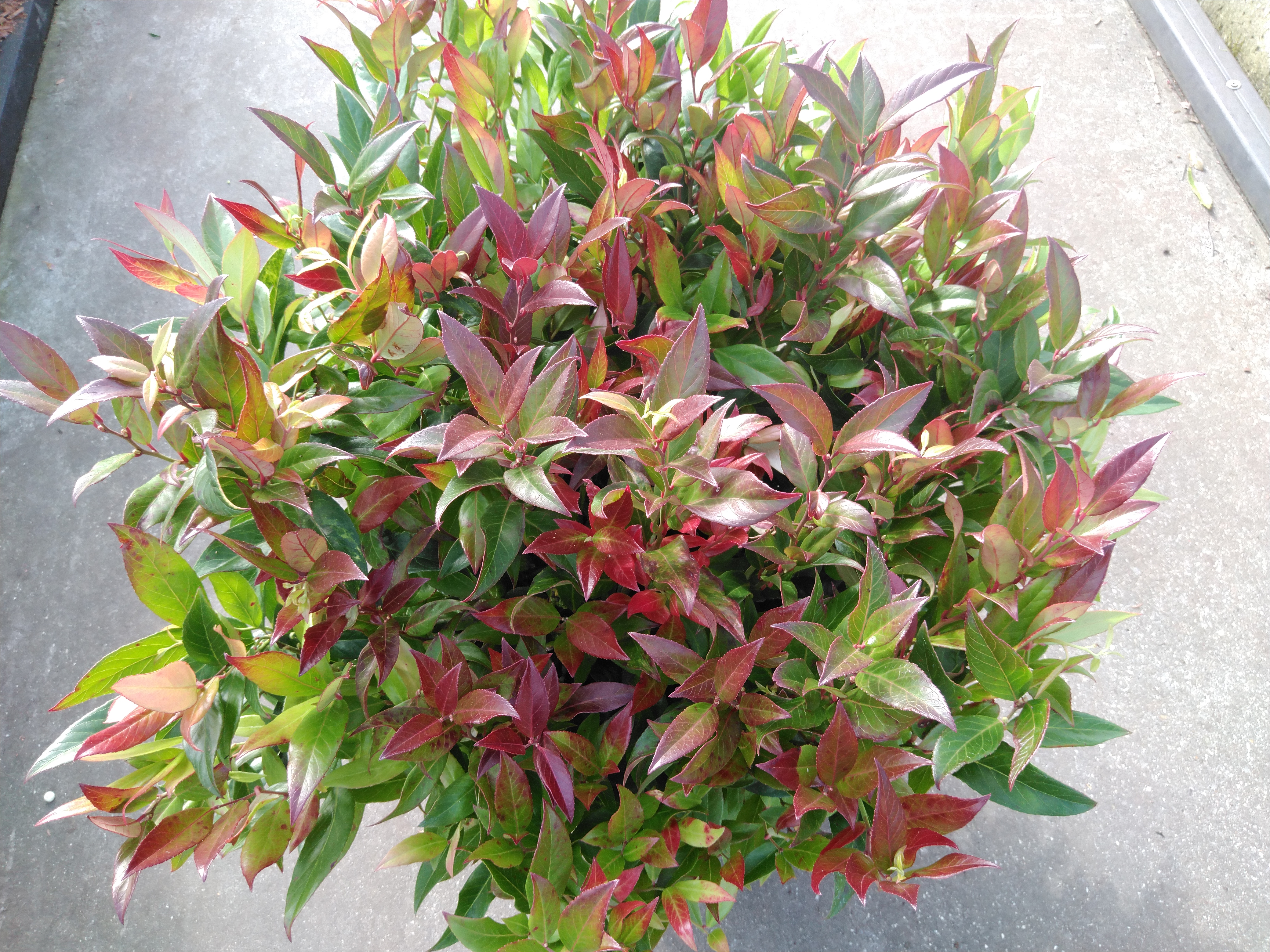 Leucothoe 'Zeblid'