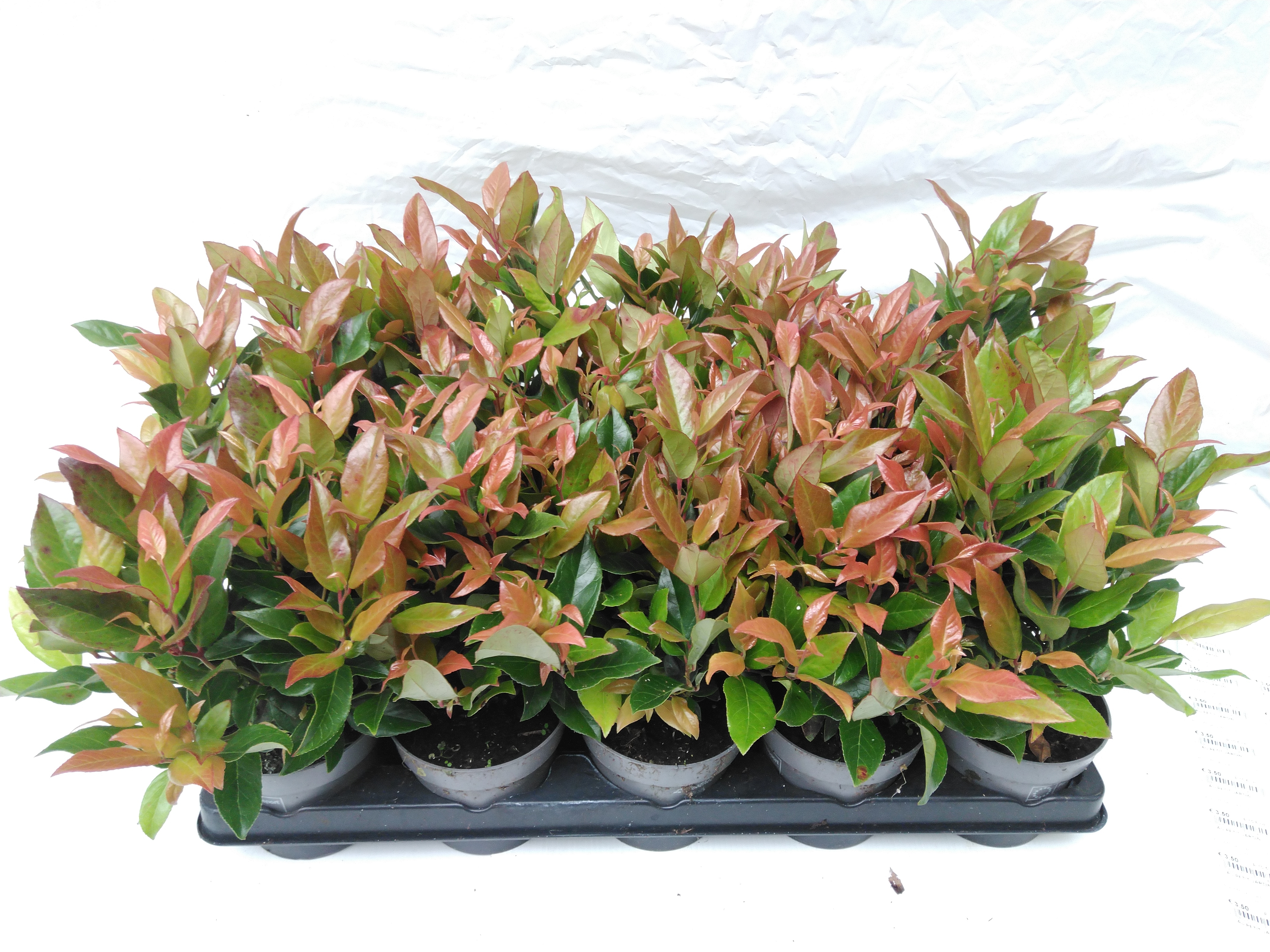 Leucothoe 'Zeblid'