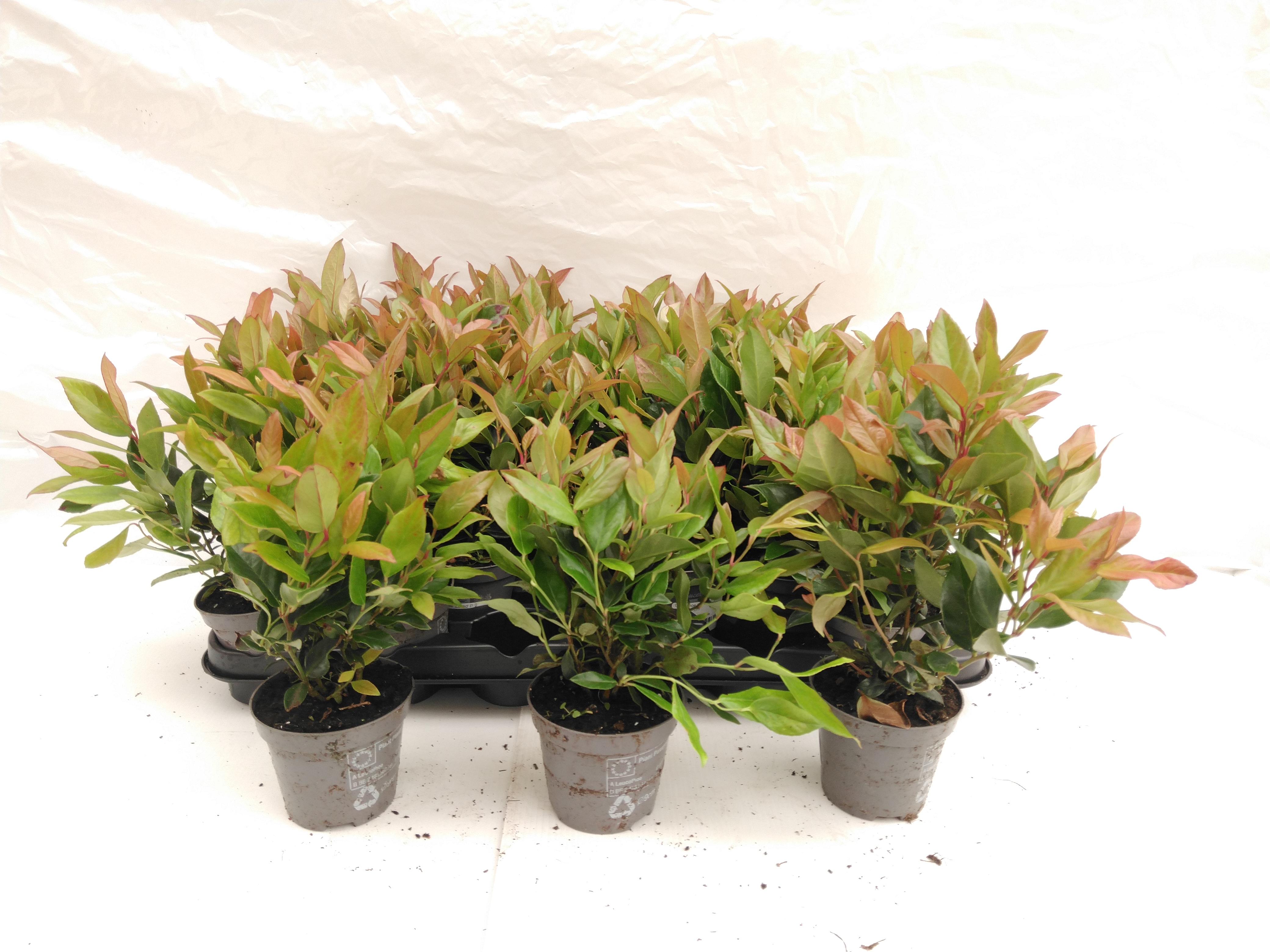 Leucothoe 'Zeblid'