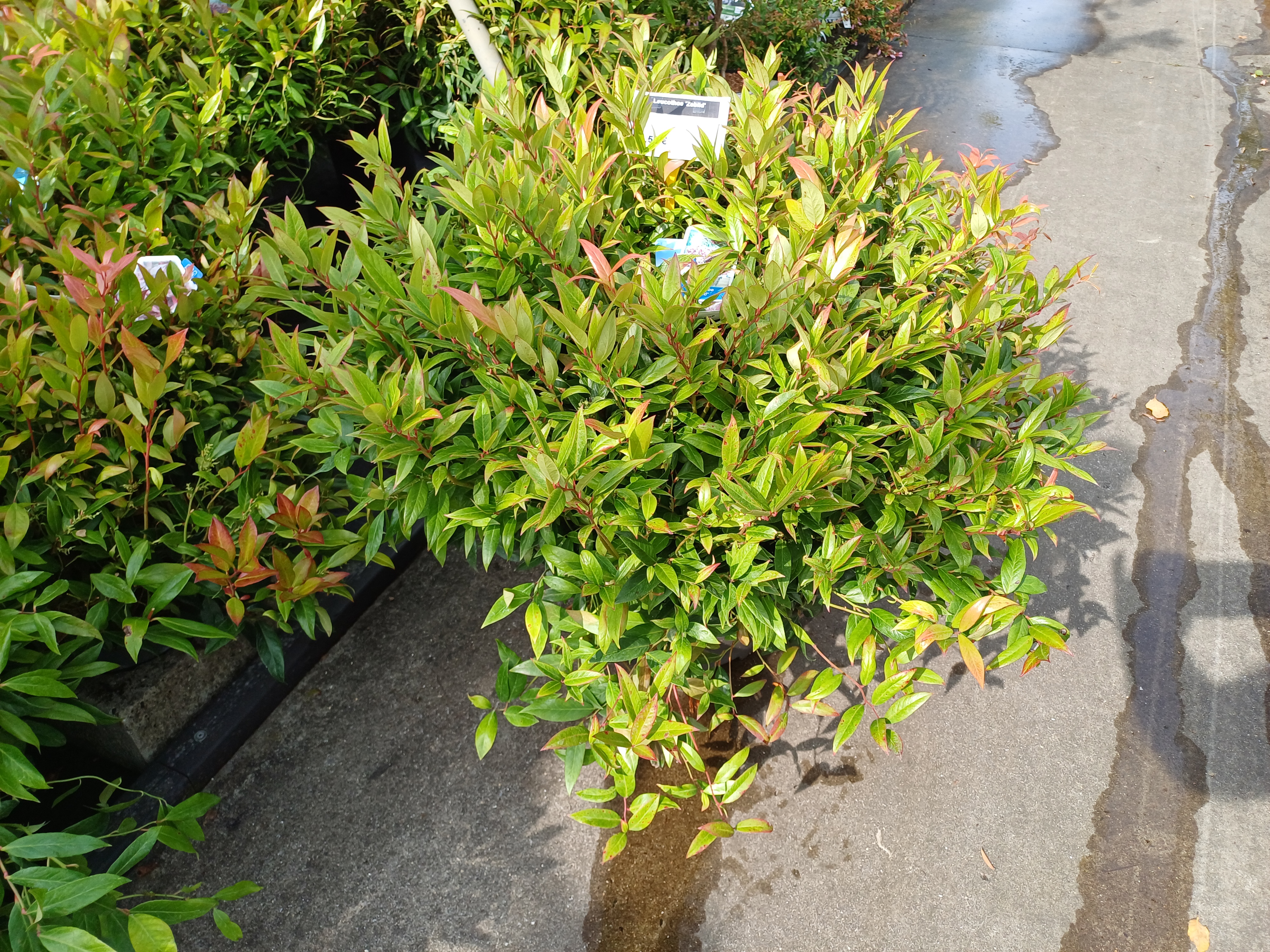 Leucothoe 'Zeblid'