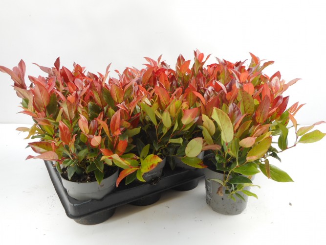 Leucothoe 'Zeblid'