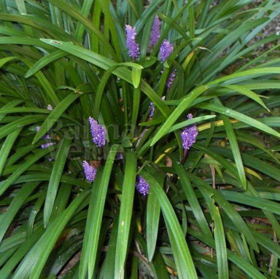 Liriope muscari 'Big Blue' Liriope muscari 'Big Blue'