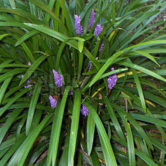 Liriope muscari 'Big Blue'