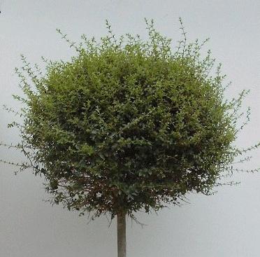 Ligustrum delavayanum