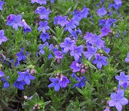 Lithodora diffusa 'Heavenly Blue'