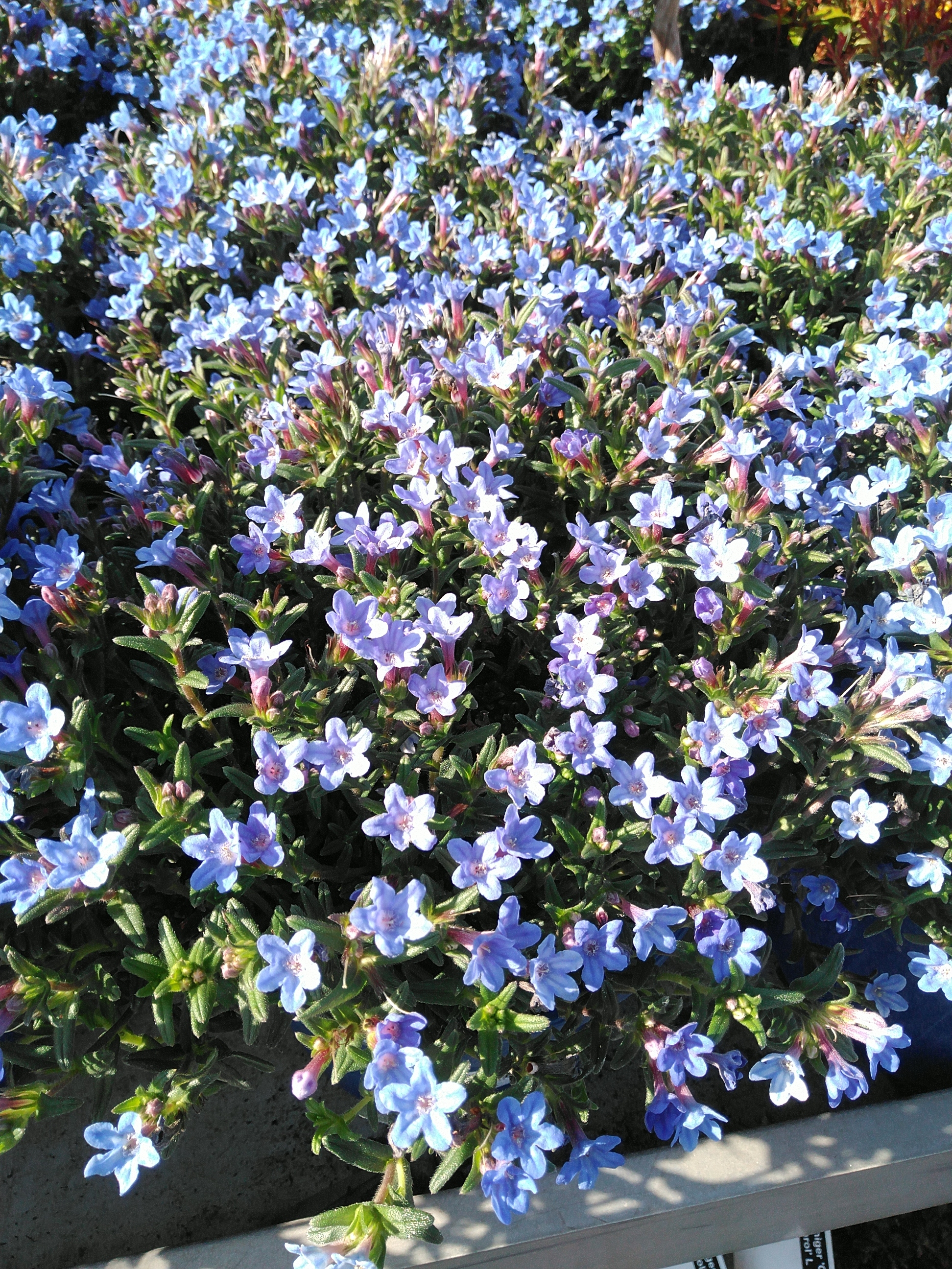 Lithodora diffusa 'Heavenly Blue'