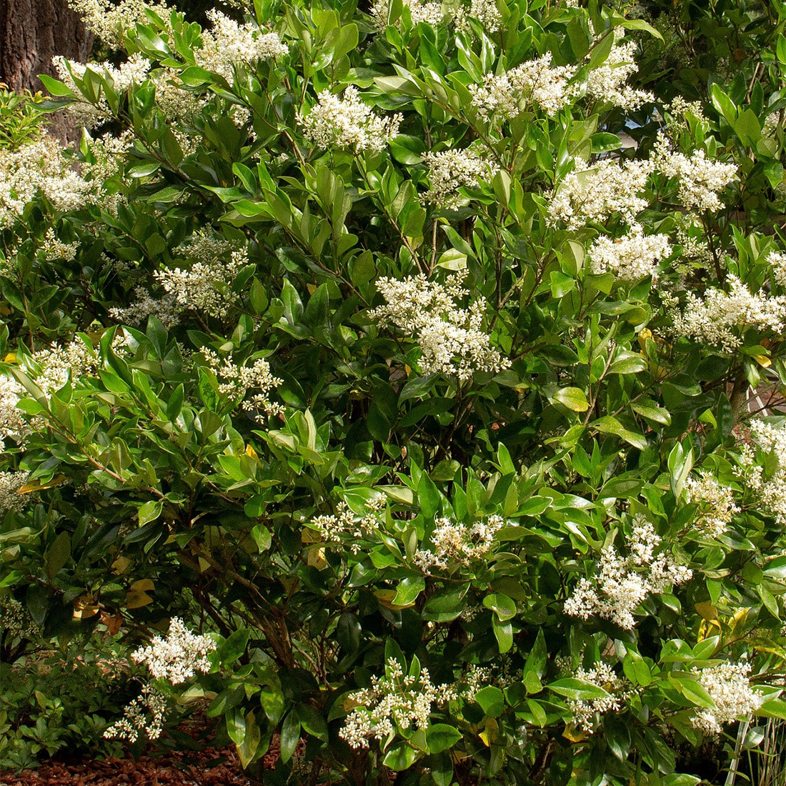 Ligustrum jap. 'Korean Dwarf' Ligustrum jap. 'Korean Dwarf'