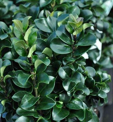 Ligustrum jap. 'Rotundifolium'