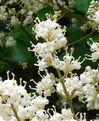 Ligustrum jap. 'Rotundifolium'