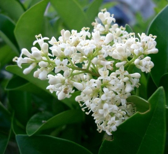 Ligustrum jap. 'Texanum'