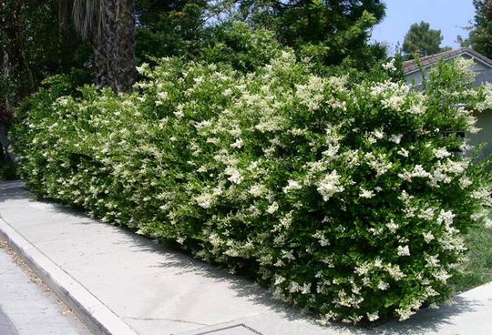 Ligustrum jap. 'Texanum'