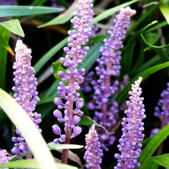 Liriope muscari 'Ingwersen'