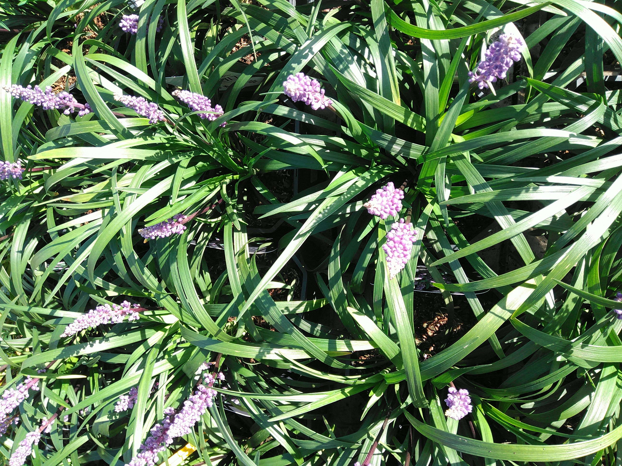 Liriope muscari 'Moneymaker'
