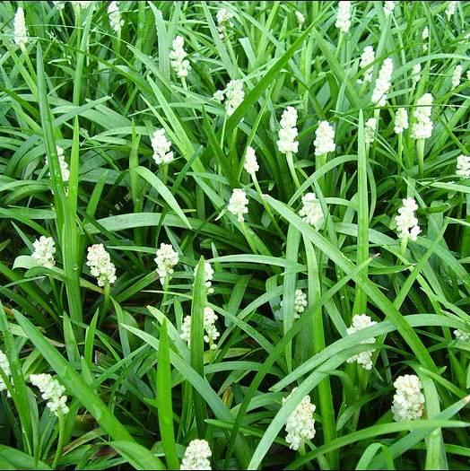 Liriope muscari 'Monroe White' Liriope muscari 'Monroe White'