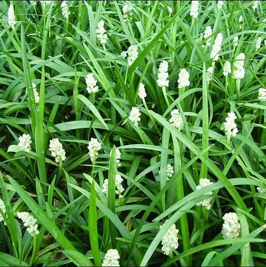 Liriope muscari 'Monroe White'