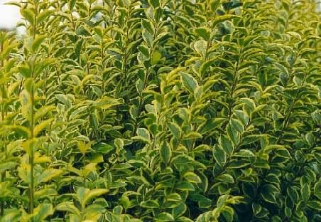 Ligustrum oval. 'Aureum' - Geelgroene liguster Ligustrum oval. 'Aureum' - Geelgroene liguster