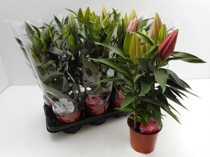 Lilium orient. wit-rose