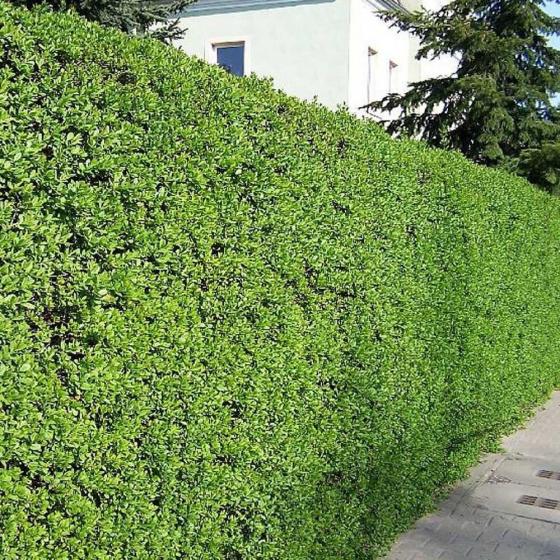 Ligustrum ovalifolium   -  Groene liguster