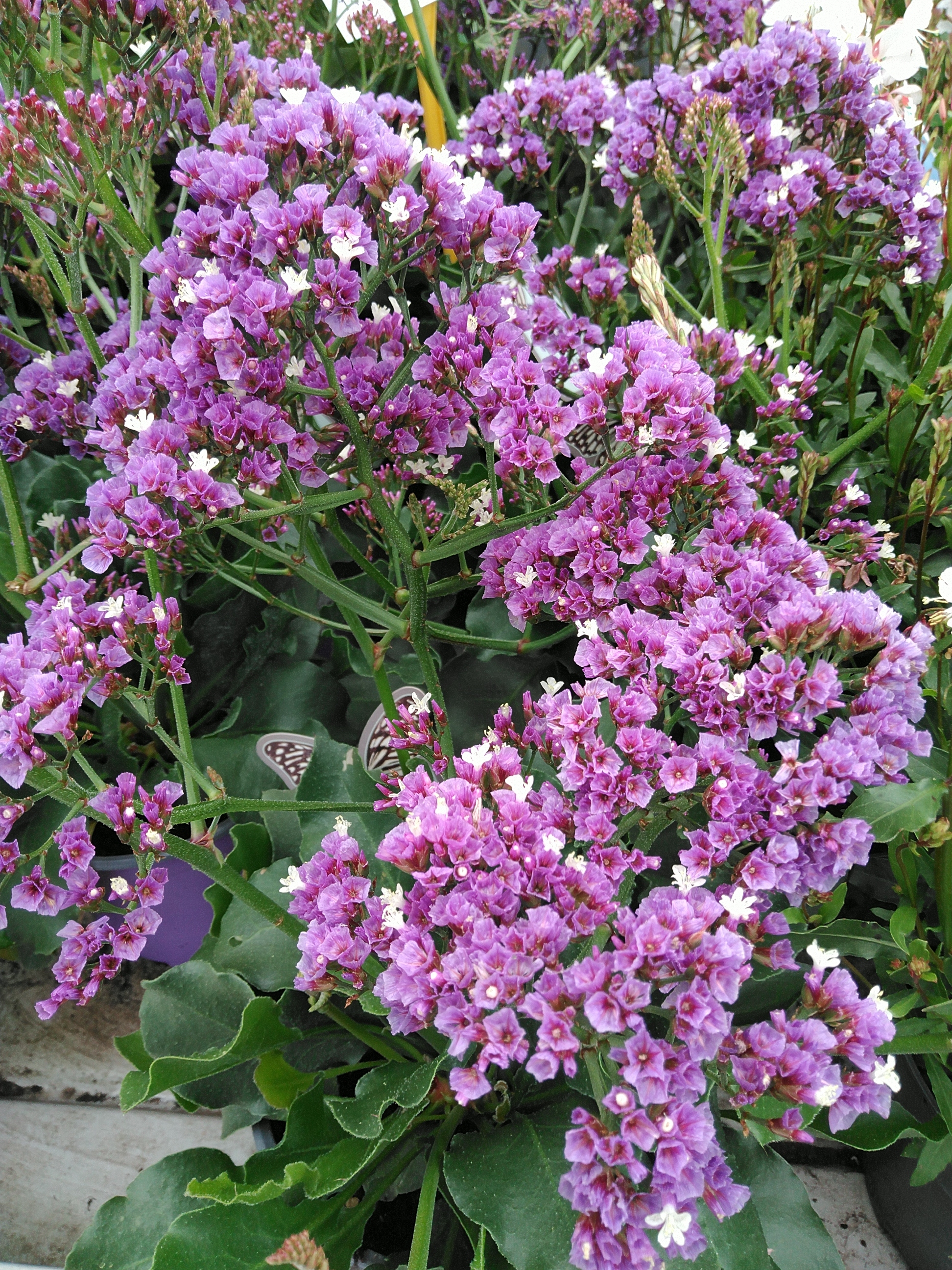 Limonium vulgaris 'Salt Lake' Limonium vulgaris 'Salt Lake'