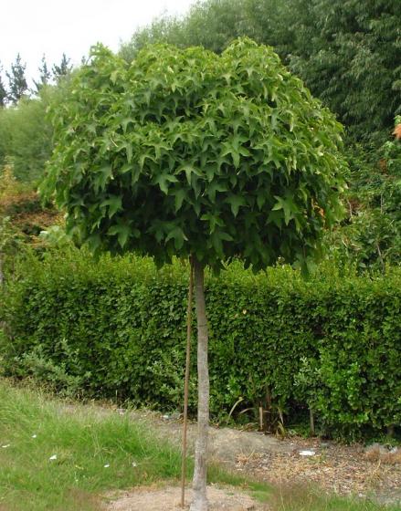 Liquidambar styr. 'Gum Ball'