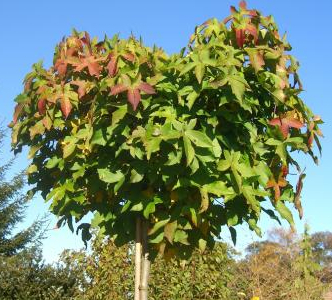 Liquidambar styr. 'Gum Ball'