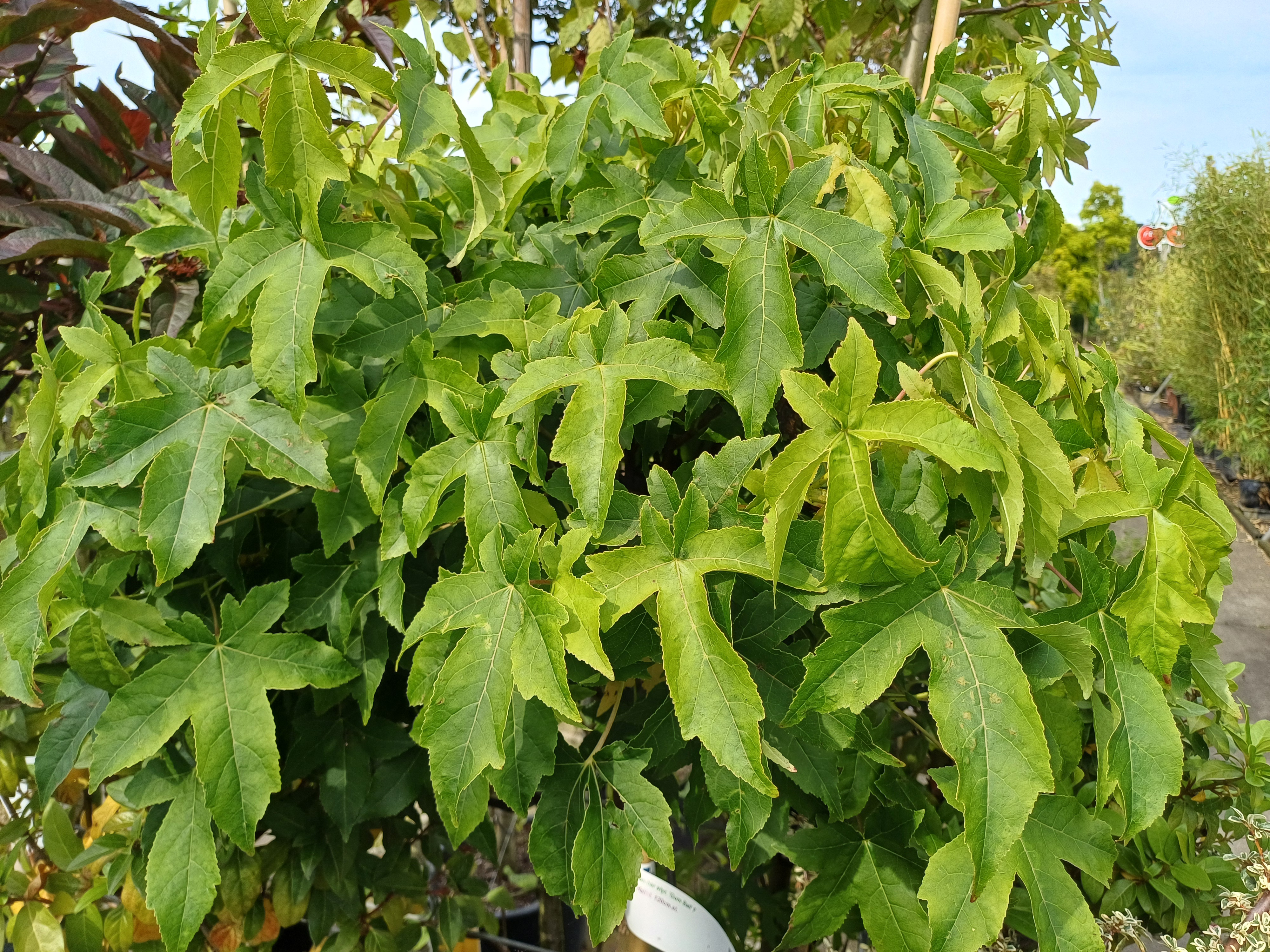Liquidambar styr. 'Gum Ball'