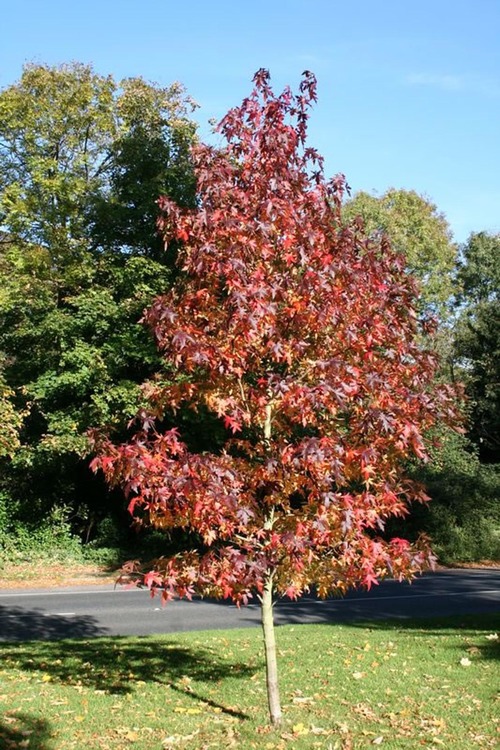 Liquidambar styraciflua 'Worplesdon' - PROMO