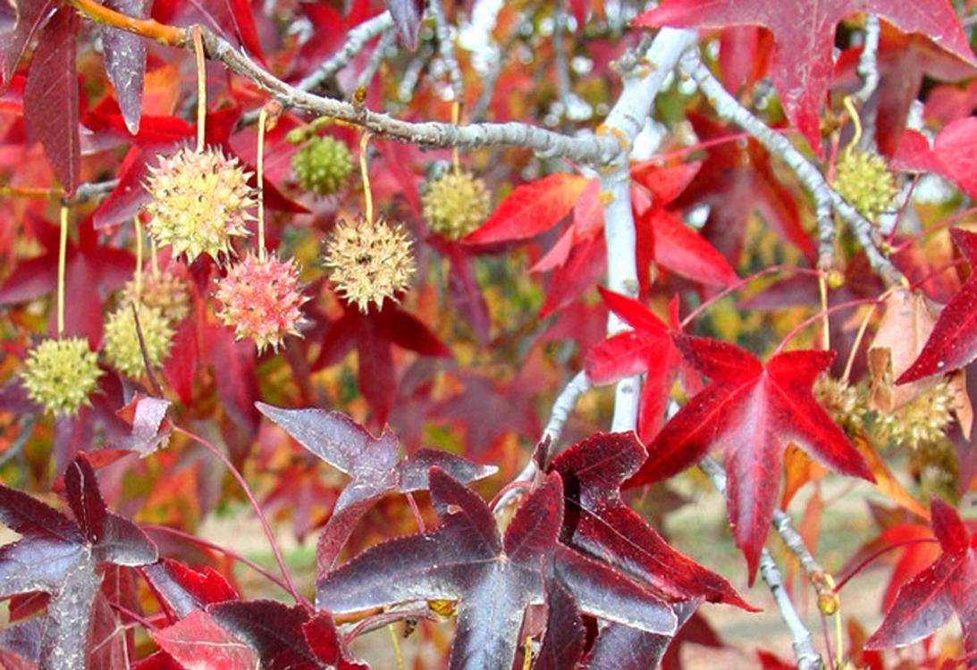 Liquidambar styraciflua 'Worplesdon' - PROMO