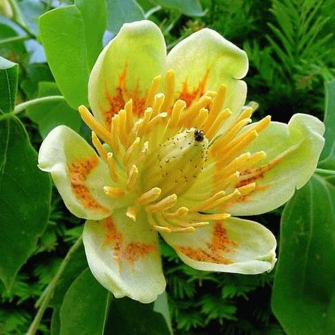 Liriodendron tulipifera Liriodendron tulipifera