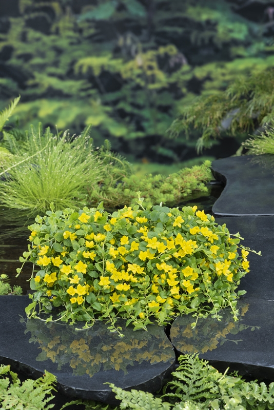 Lysimachia nummularia