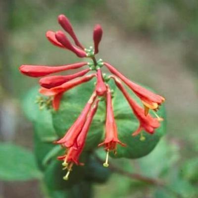 Lonicera brownii 'Dropmore Scarlet' Lonicera brownii 'Dropmore Scarlet'