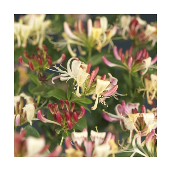 Lonicera per. 'Belgica Select' Lonicera per. 'Belgica Select'
