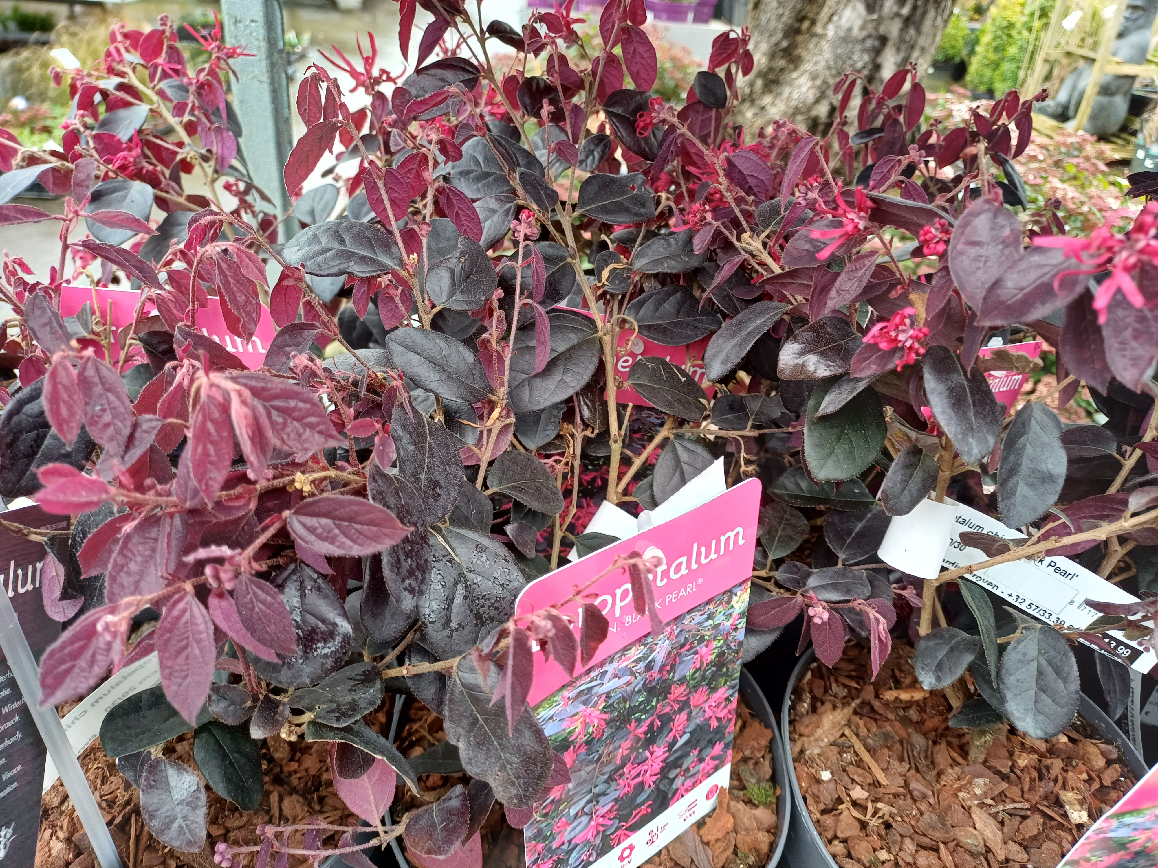Loropetalum chin. 'Black Pearl'
