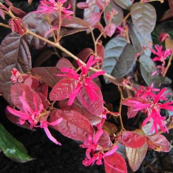 Loropetalum ch. 'Fire Dance' Loropetalum ch. 'Fire Dance'