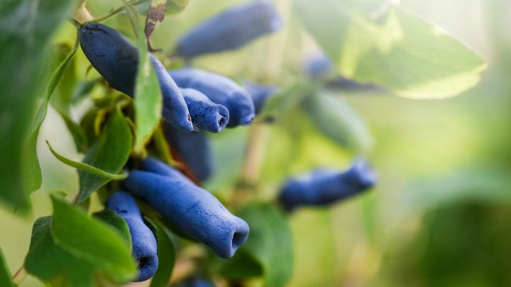 Lonicera caerulea kamtschatica Lonicera caerulea kamtschatica